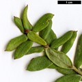 SpeciesSub: subsp. buxifolia